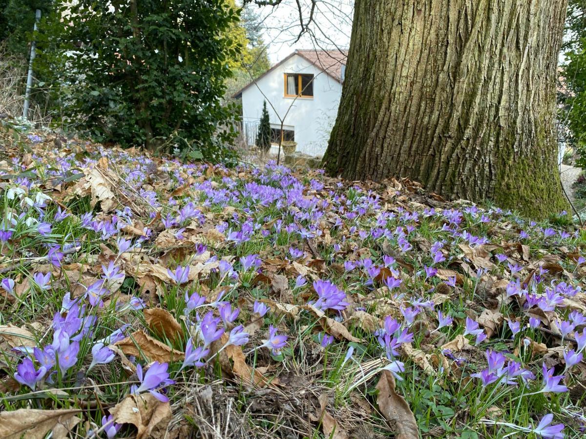 Ferienhaus Pfaelzer Wald Weyher Dış mekan fotoğraf
